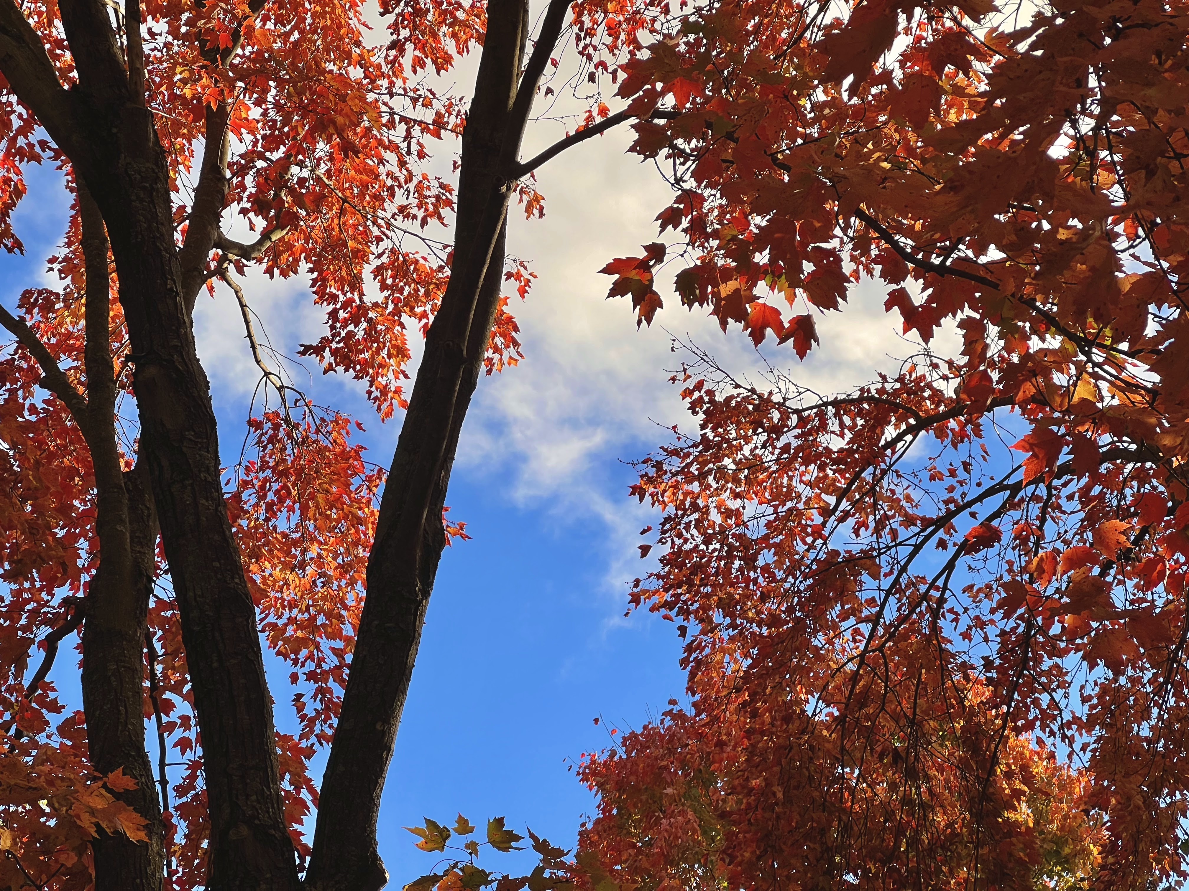 Looking through vivid red leafed trees and thick black tree trunks a vivid blue sky is revealed.